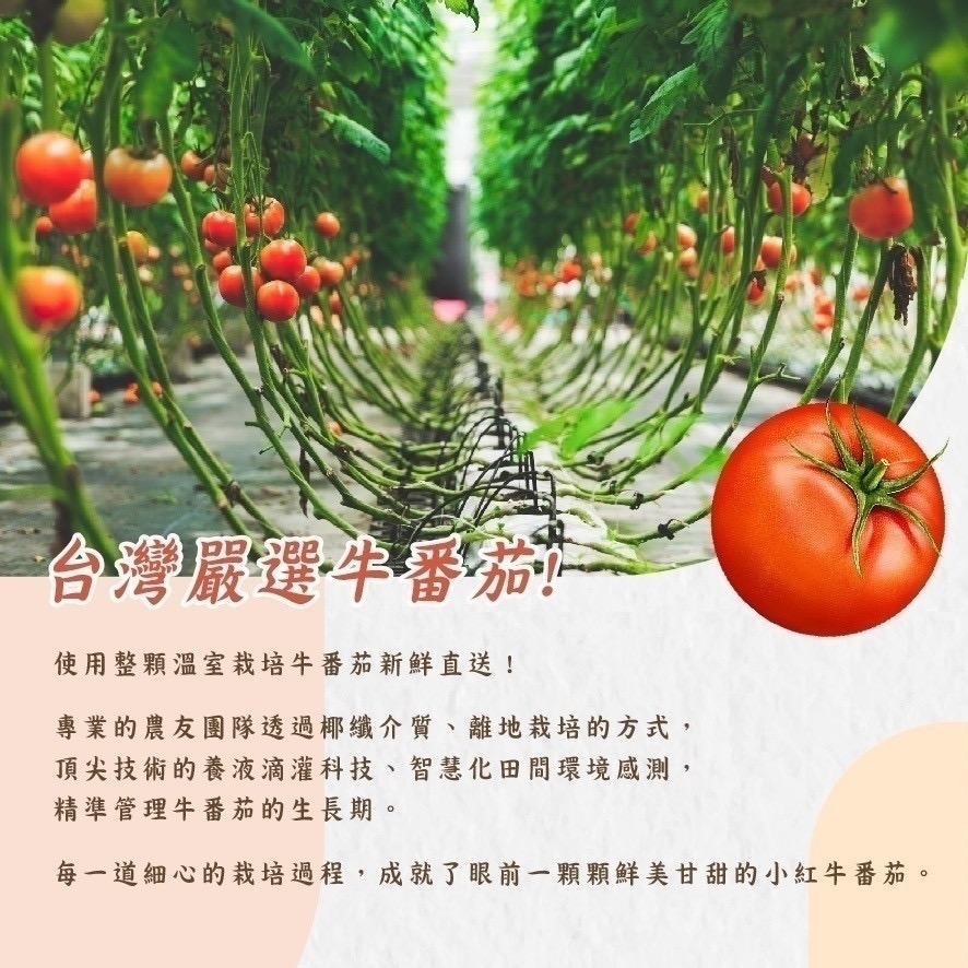 廠商現貨〈第1團〉-🍅冰釀梅汁牛蕃茄 200g/包《一組兩包》-細節圖4