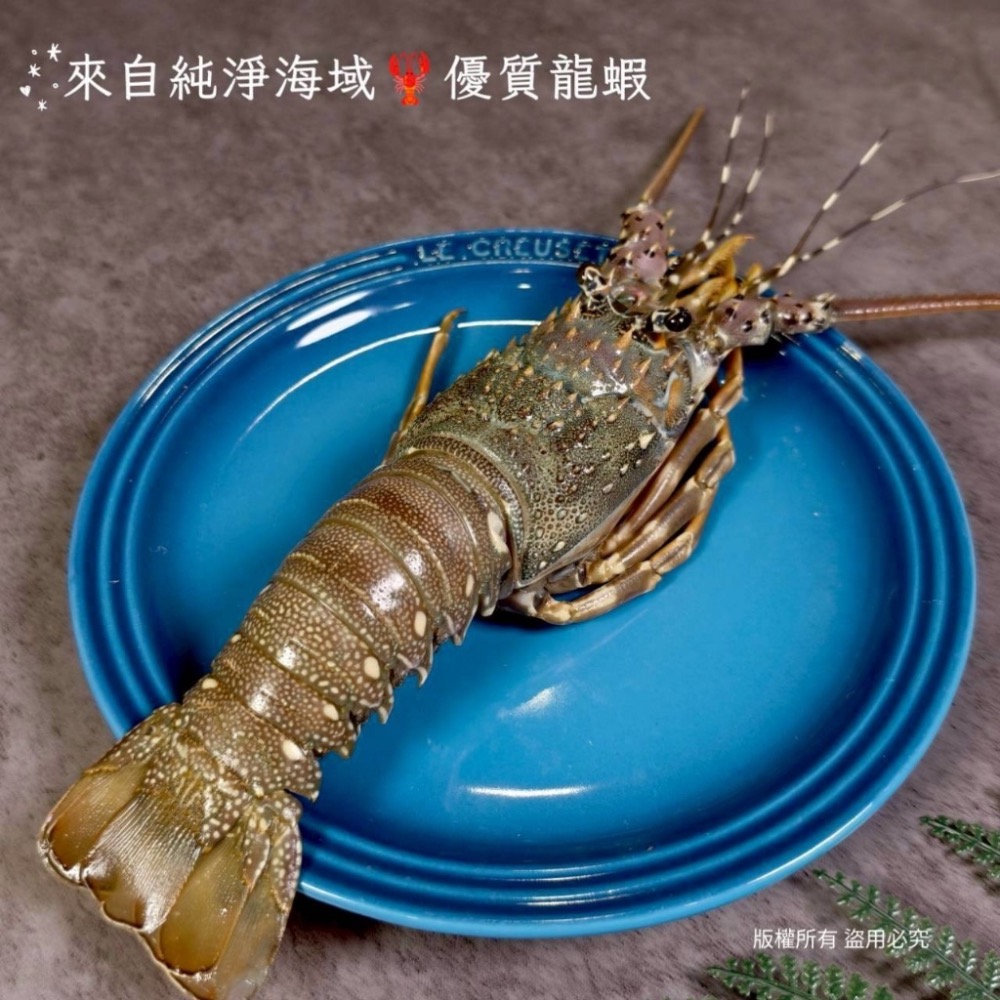 剖半生凍青龍龍蝦/半尾30隻半尾以上免運不散賣-細節圖5