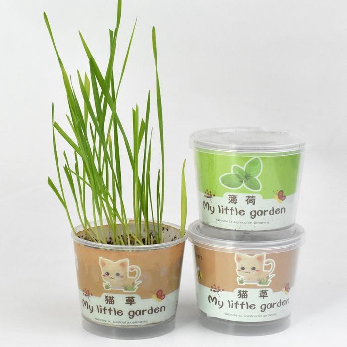 『伊果~現貨秒出』貓草培養土 貓咪化毛球 化毛 貓草 貓草種植 新款貓草 薄荷草 貓薄荷草 種貓薄荷草 種貓草 貓咪-細節圖2