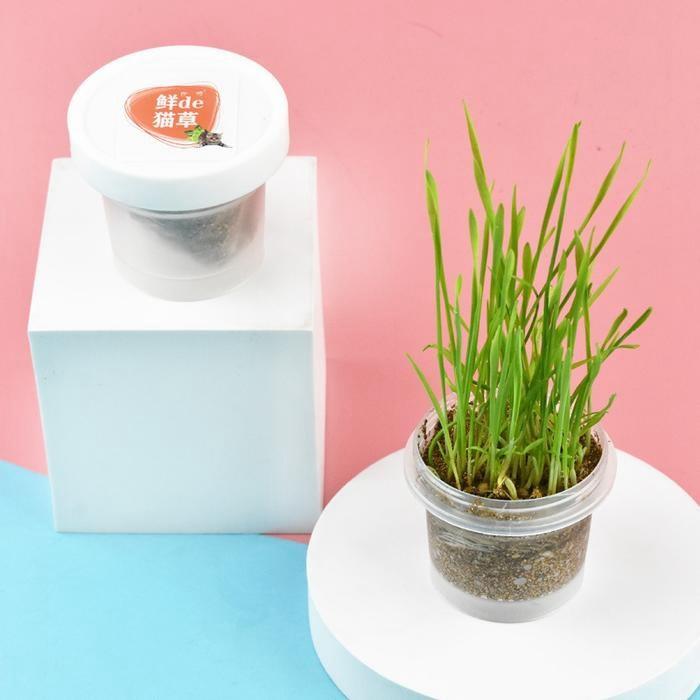 『伊果~現貨秒出』貓草培養土 貓咪化毛球 化毛 貓草 貓草種植 新款貓草 薄荷草 貓薄荷草 種貓薄荷草 種貓草 貓咪-細節圖3