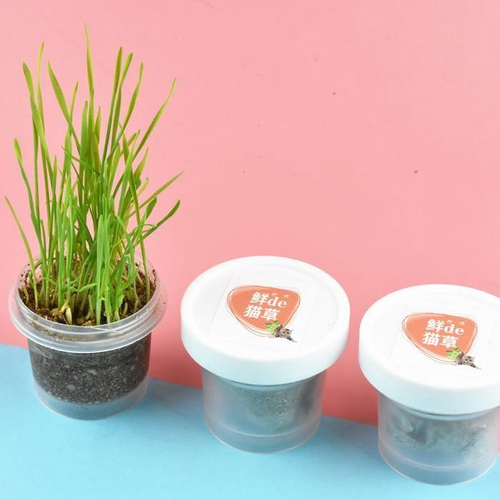 『伊果~現貨秒出』貓草培養土 貓咪化毛球 化毛 貓草 貓草種植 新款貓草 薄荷草 貓薄荷草 種貓薄荷草 種貓草 貓咪-細節圖4