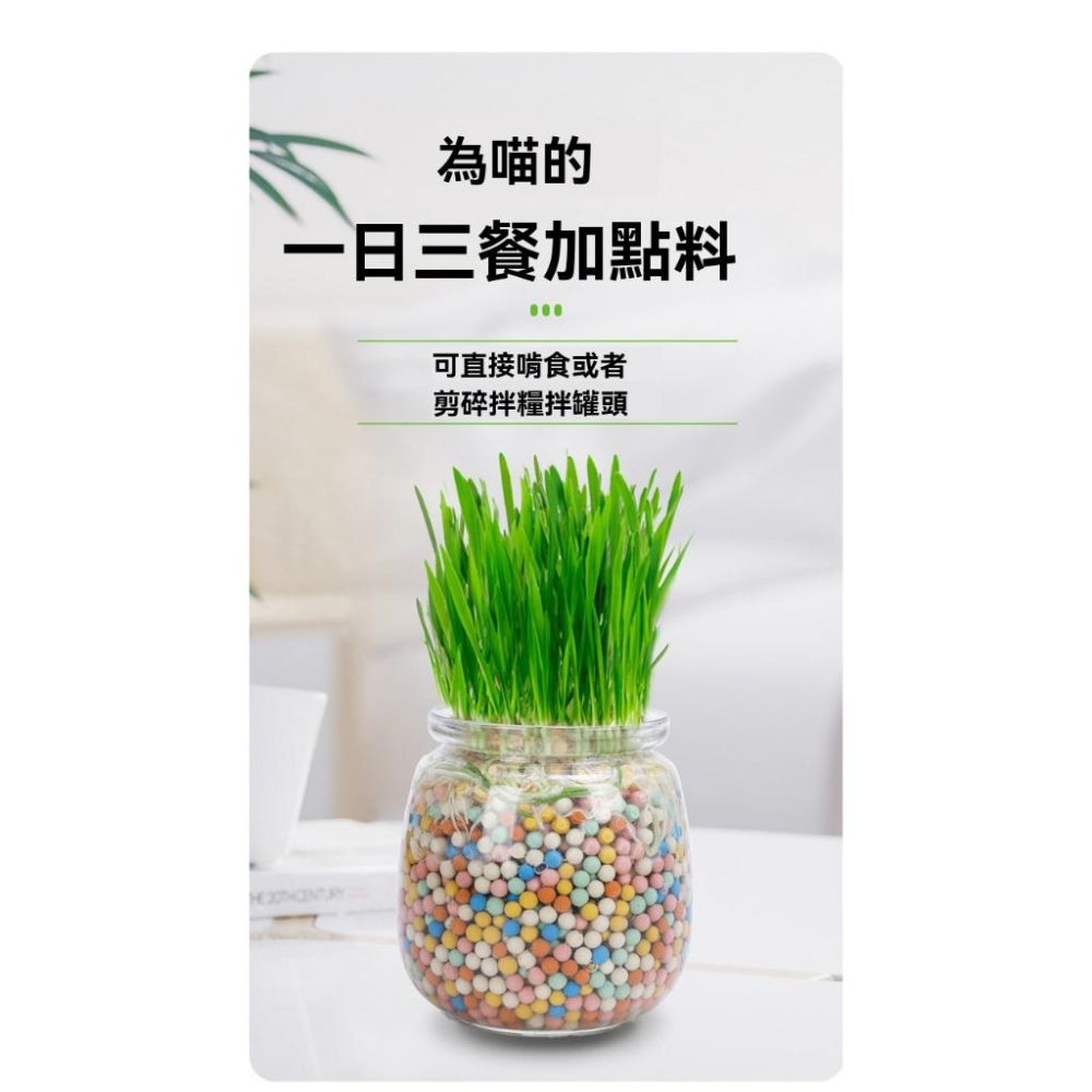 『伊果~現貨秒出』貓草種植 貓草栽培 無土栽培 貓咪零食 寵物用品 貓用品 貓咪紓壓 貓咪食物-細節圖2