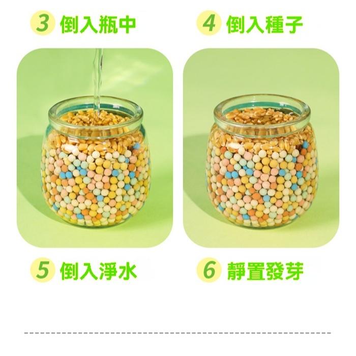 『伊果~現貨秒出』貓草種植 貓草栽培 無土栽培 貓咪零食 寵物用品 貓用品 貓咪紓壓 貓咪食物-細節圖3