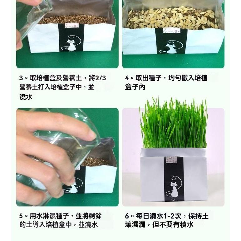 『伊果~現貨秒出』貓草栽培 貓草盆栽 貓薄荷 貓咪化毛球 化毛 貓草 貓草種植 種貓薄荷草 種貓草 貓零食 懶人貓薄荷-細節圖2