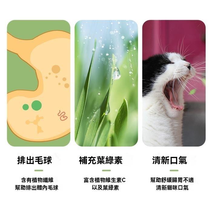 『伊果~現貨秒出』貓草栽培 貓草盆栽 貓薄荷 貓咪化毛球 化毛 貓草 貓草種植 種貓薄荷草 種貓草 貓零食 懶人貓薄荷-細節圖3