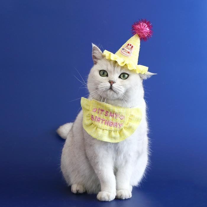 『伊果~現貨秒出』生日帽 寵物頭套 寵物帽 寵物飾品 狗帽子 貓帽子 寵物頭飾 寵物變裝 寵物衣服 刺繡格子-細節圖2