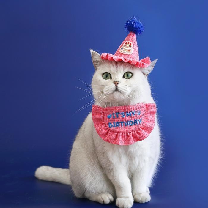 『伊果~現貨秒出』生日帽 寵物頭套 寵物帽 寵物飾品 狗帽子 貓帽子 寵物頭飾 寵物變裝 寵物衣服 刺繡格子-細節圖6