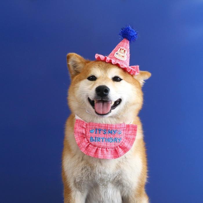 『伊果~現貨秒出』生日帽 寵物頭套 寵物帽 寵物飾品 狗帽子 貓帽子 寵物頭飾 寵物變裝 寵物衣服 刺繡格子-細節圖7