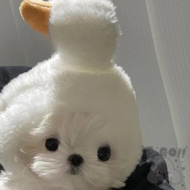 『伊果~現貨秒出』寵物頭套 寵物帽 寵物飾品 寵物編織帽 狗帽子 貓帽子 寵物頭飾 寵物變裝 寵物衣服 搞笑-細節圖3