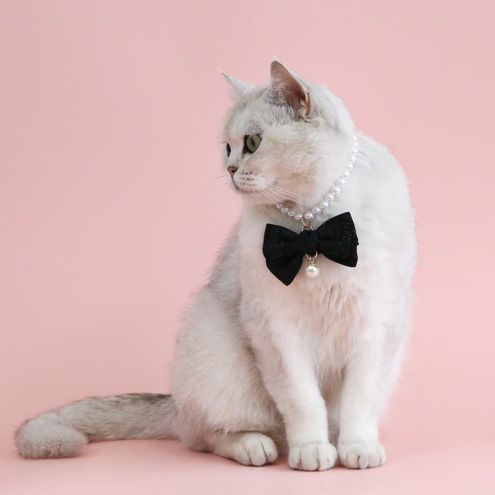 『伊果~現貨秒出』寵物項鍊 寵物飾品 寵物項圈 狗項圈 貓項圈 公主項鍊 寵物項圈 珍珠項鍊 珍珠項圈 蝴蝶結項圈-細節圖2