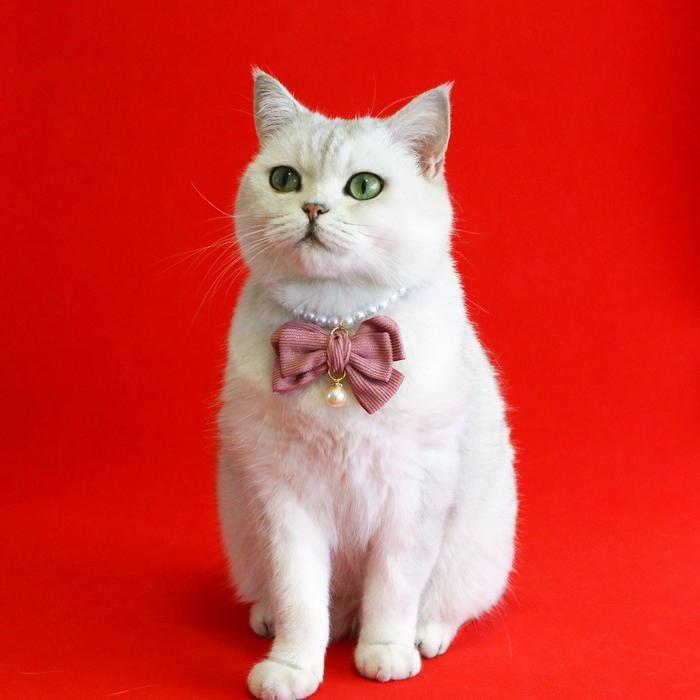 『伊果~現貨秒出』寵物項鍊 寵物飾品 寵物項圈 狗項圈 貓項圈 公主項鍊 寵物項圈 珍珠項鍊 珍珠項圈 蝴蝶結項圈-細節圖3