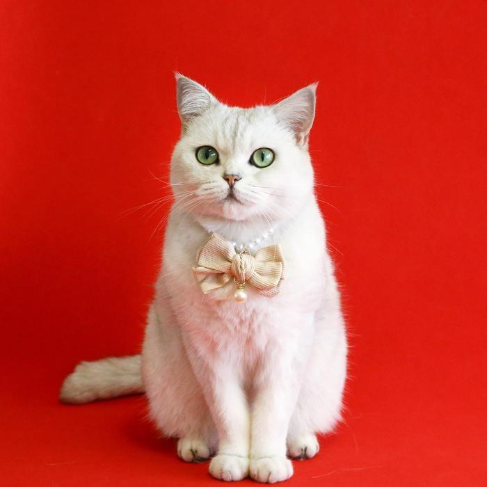 『伊果~現貨秒出』寵物項鍊 寵物飾品 寵物項圈 狗項圈 貓項圈 公主項鍊 寵物項圈 珍珠項鍊 珍珠項圈 蝴蝶結項圈-細節圖6