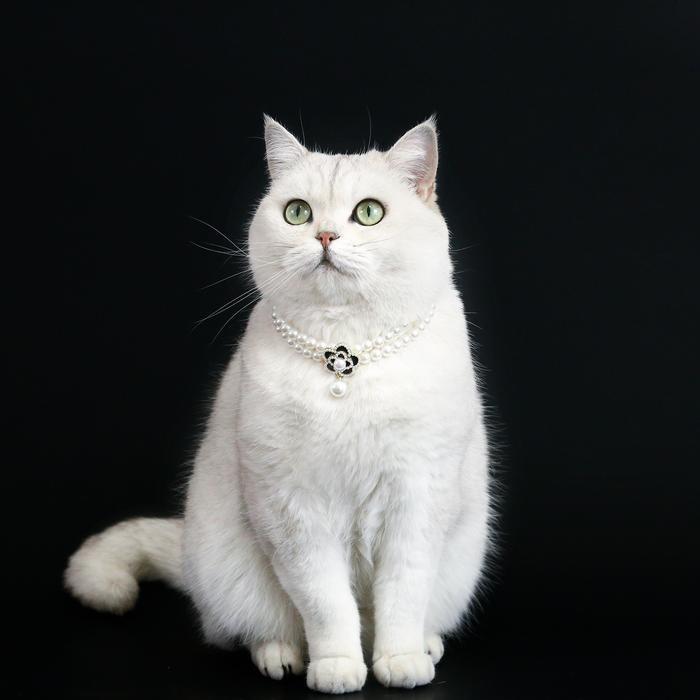 『伊果~現貨秒出』寵物項鍊 寵物飾品 寵物項圈 狗項圈 貓項圈 公主項鍊 寵物項圈 珍珠項鍊 珍珠項圈-細節圖4