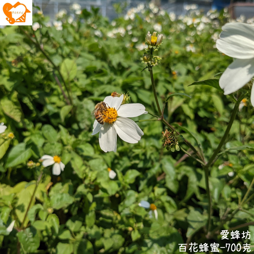愛蜂坊-百花蜂蜜(主要蜜源咸豐草、日本女貞、苦楝)700克 (玻璃瓶裝)-細節圖2