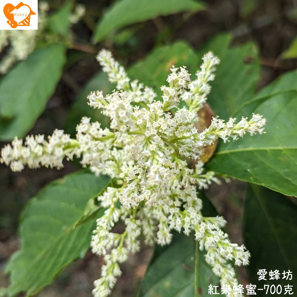 愛蜂坊-紅柴蜂蜜/水錦木花蜜:400克(玻璃瓶裝)-細節圖4