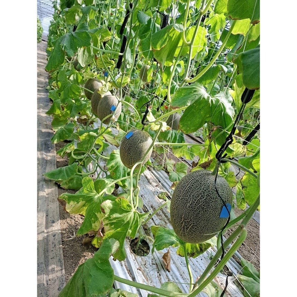 卡蜜拉哈密瓜 雙入禮盒裝-細節圖2