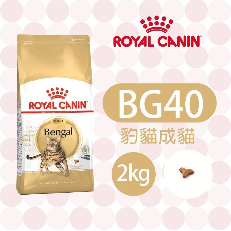 【肥貓客棧】 法國皇家 豹貓成貓專用乾糧(BG40_2kg/10kg) 豹貓飼料 成貓飼料 ROYAL CANIN-規格圖1