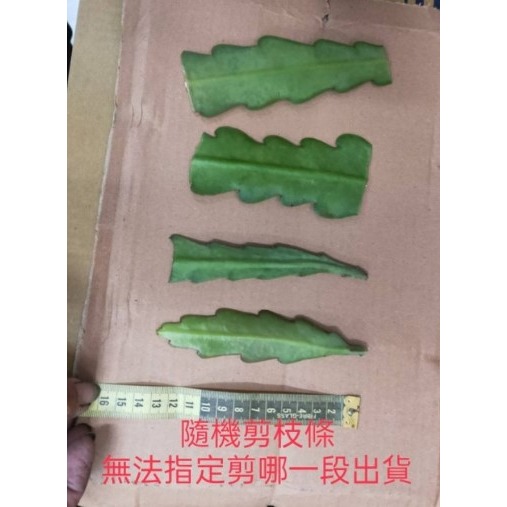 令劍荷花 孔雀仙人的掌 # 待宵 10公分 枝條 仙毬園-細節圖2