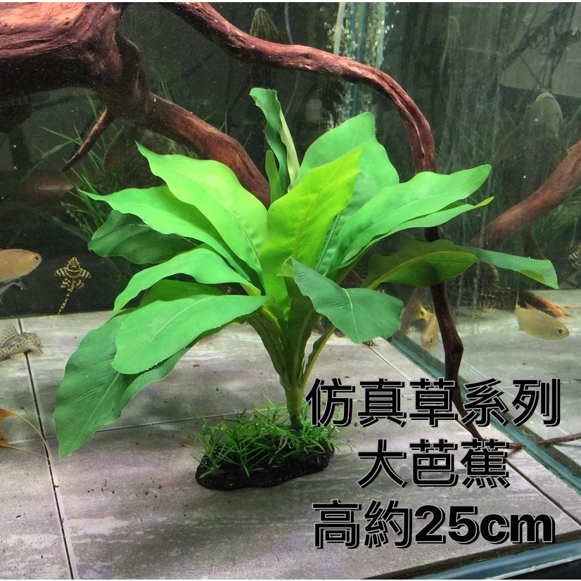 大芭蕉水族假草-規格圖1