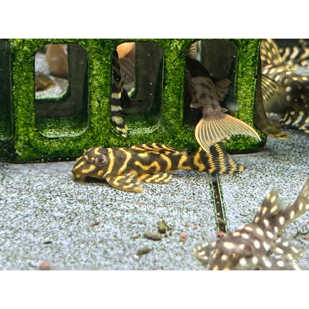 臥龍亞魚大力丸（4-12cm異型）-細節圖2