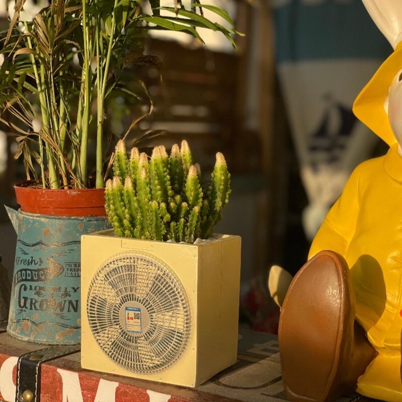 ［屋哇🔥台灣現貨］電扇 電風扇 多肉 觀葉 花盆 植栽-細節圖4