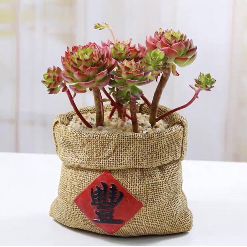 【屋哇🎃現貨】 豐字 麻布袋  花盆 花器 盆栽 多肉 觀葉 植物 辦公室盆栽 室內植物 DECO 福氣 財運 發財-細節圖3