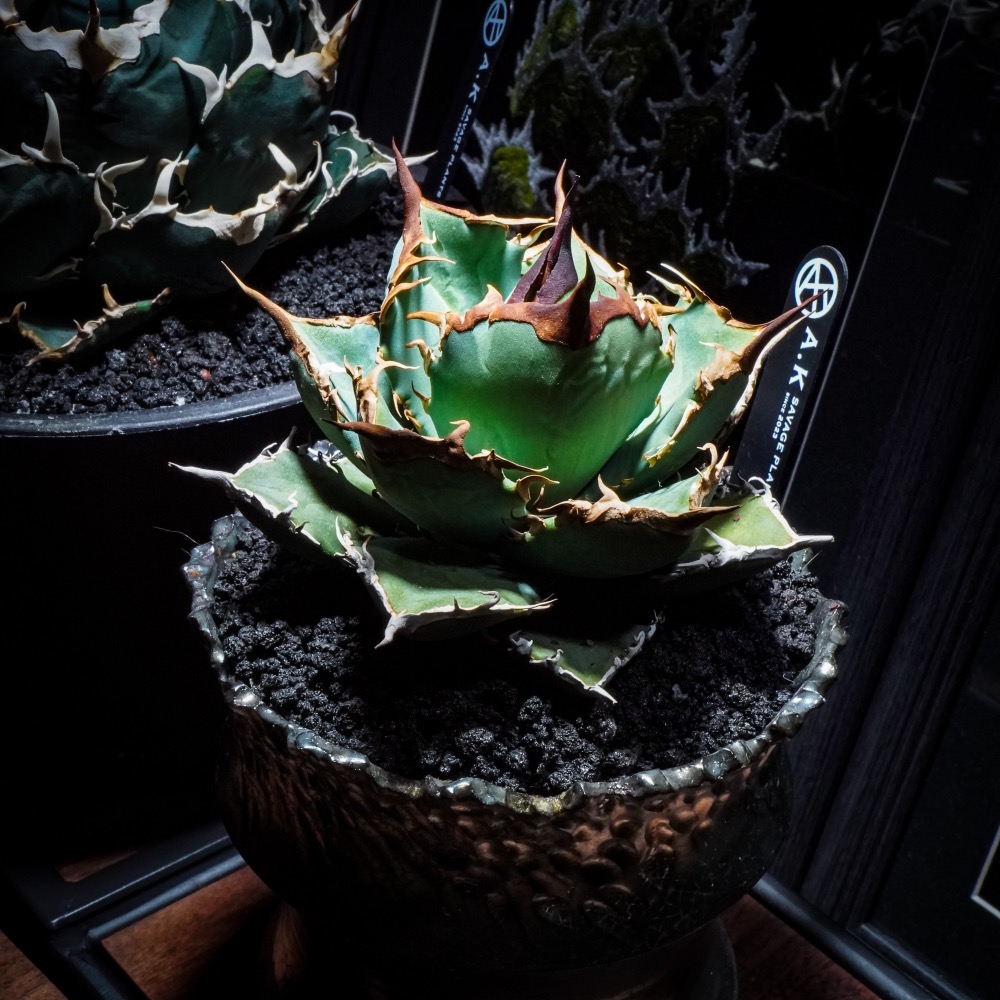 《 A.K SAVAGE PLANTS 植潮花牌》PVC高質感霧面黑｜防水｜耐曬｜花牌｜植物花牌｜龍舌蘭｜塊根｜觀葉-細節圖2