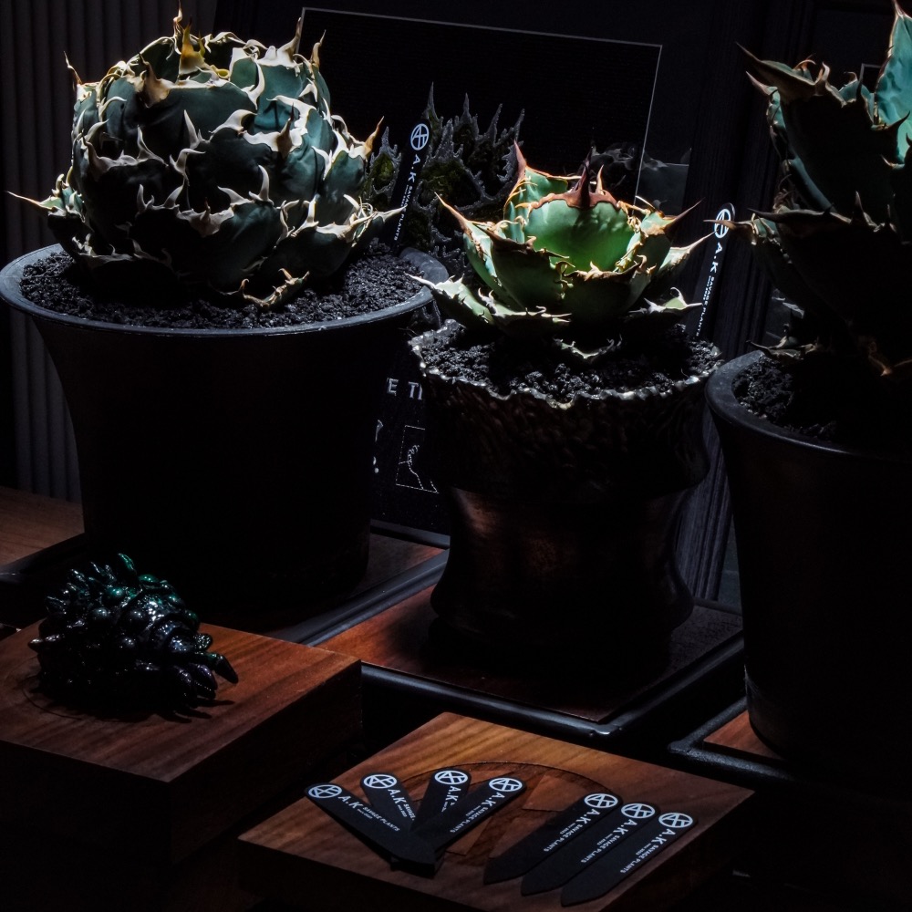 《 A.K SAVAGE PLANTS 植潮花牌》PVC高質感霧面黑｜防水｜耐曬｜花牌｜植物花牌｜龍舌蘭｜塊根｜觀葉-細節圖3