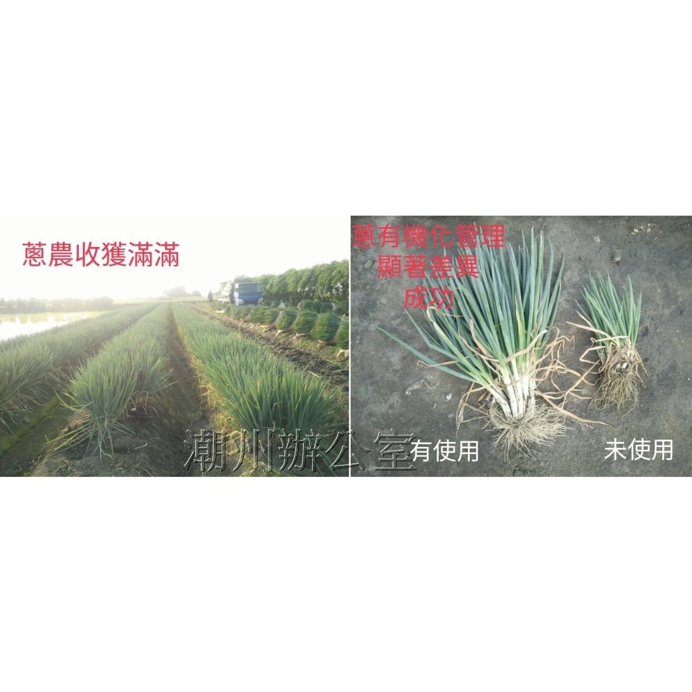 【肥料王】亞磷酸鉀~啟動植物防病機制~誘導植物產生抗性~降低病蟲害~強化植株~預防病菌感染~葉面/土壤可用 1公升/瓶-細節圖6