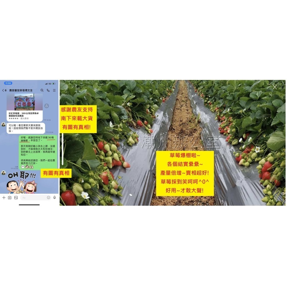 【肥料王】亞磷酸鉀~啟動植物防病機制~誘導植物產生抗性~降低病蟲害~強化植株~預防病菌感染~葉面/土壤可用 1公升/瓶-細節圖9