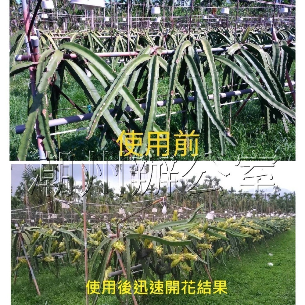 【肥料王】花彩75~強化催花生芽~提高開花結果率~促進花管發育~增強花蕊授粉完整~減少掉果不良果~有效增加產量 1升/瓶-細節圖3