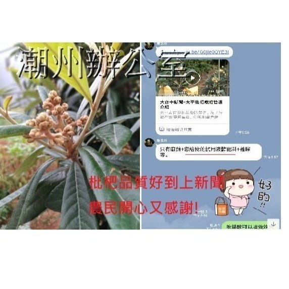【肥料王】花彩75~強化催花生芽~提高開花結果率~促進花管發育~增強花蕊授粉完整~減少掉果不良果~有效增加產量 1升/瓶-細節圖4