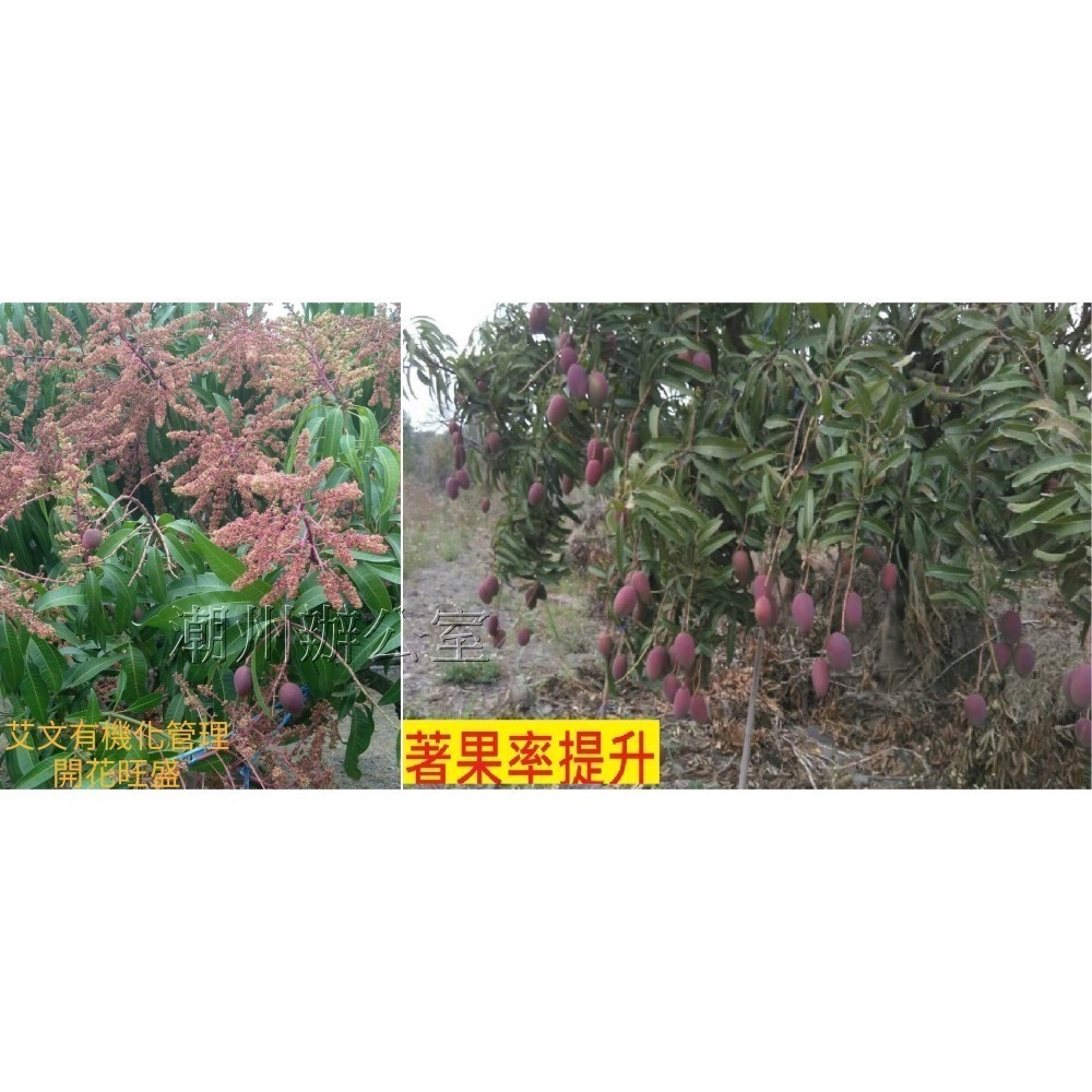 【肥料王】花彩75~強化催花生芽~提高開花結果率~促進花管發育~增強花蕊授粉完整~減少掉果不良果~有效增加產量 1升/瓶-細節圖6
