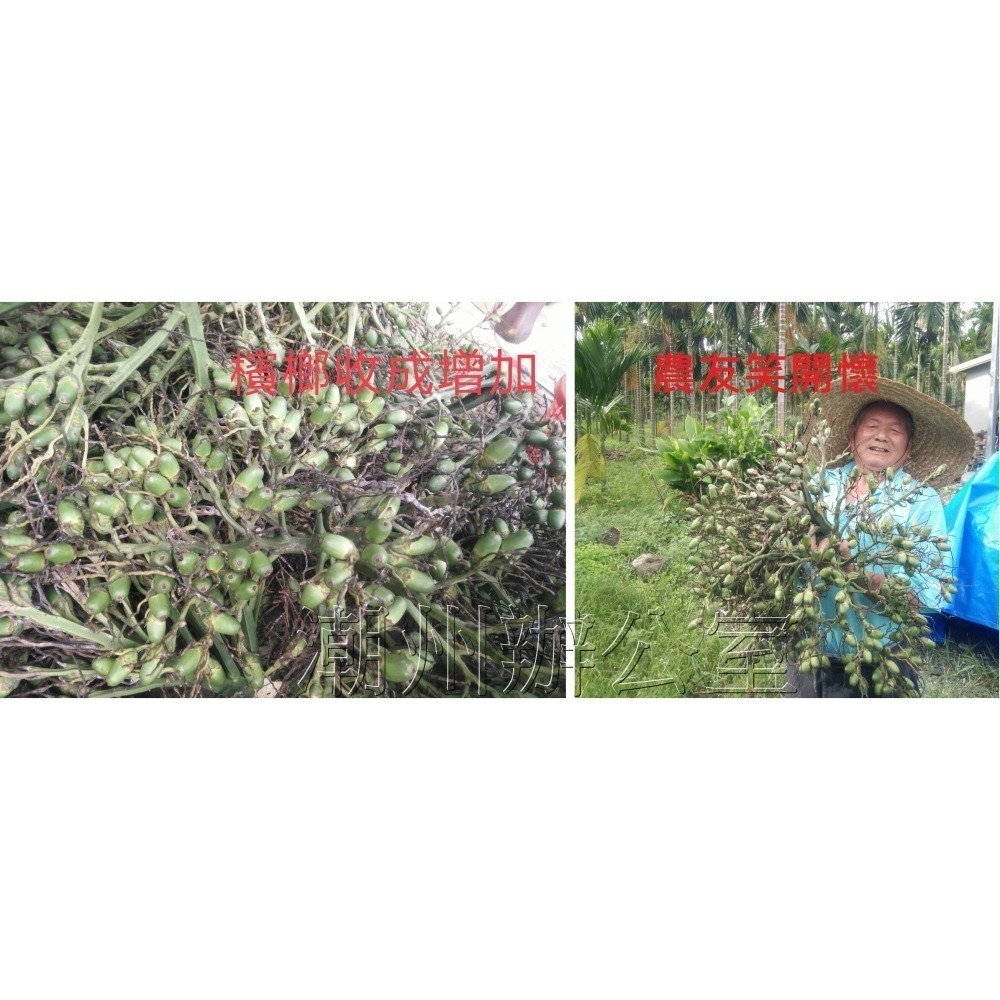 【肥料王】花彩75~強化催花生芽~提高開花結果率~促進花管發育~增強花蕊授粉完整~減少掉果不良果~有效增加產量 1升/瓶-細節圖9