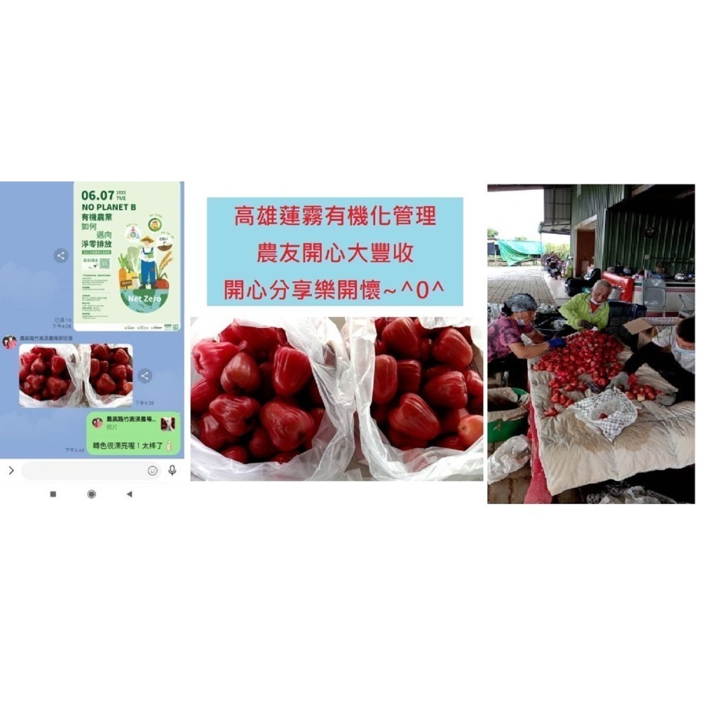 【肥料王】花彩75~強化催花生芽~提高開花結果率~促進花管發育~增強花蕊授粉完整~減少掉果不良果~有效增加產量 1升/瓶-細節圖10