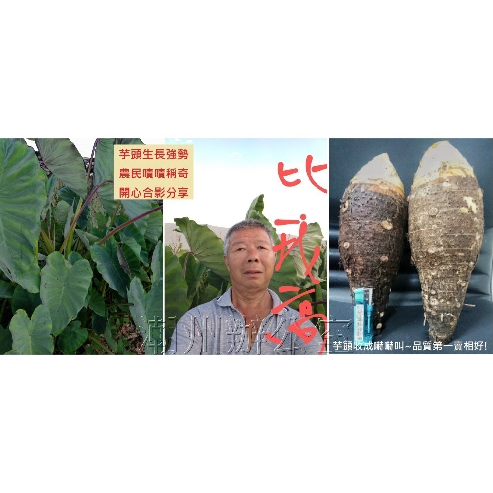 【肥料王】松補鈣~強化光合效應~提高新陳代謝~促進花管發育~增強傷口修復~強化果皮組織~預防掉果裂果~減少歪果 1L/瓶-細節圖4