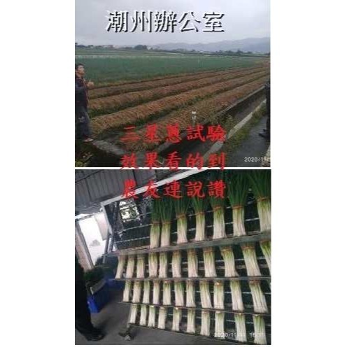 【肥料王】優果麗~改善著色不均~增進光合作用~葉面健康肥厚~促進花青素生成~轉色均勻亮麗~提高果實甜度 1公升/瓶-細節圖4