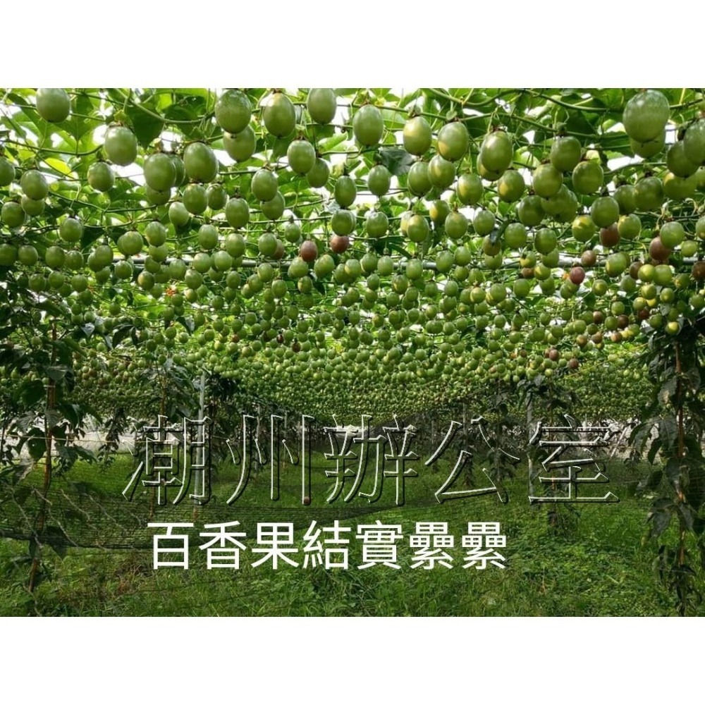 【肥料王】優果麗~改善著色不均~增進光合作用~葉面健康肥厚~促進花青素生成~轉色均勻亮麗~提高果實甜度 1公升/瓶-細節圖5