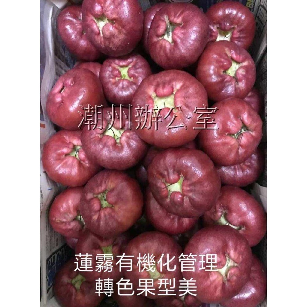 【肥料王】著色王~有機酸螯合液態錳~增強果實著色率~活化酵素反應~促進新陳代謝~增加果實甜度~促進葉色亮綠 1公升/瓶-細節圖7