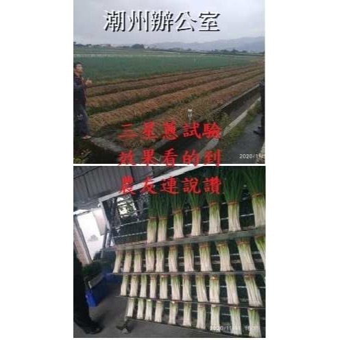【肥料王】鈣有力~葉面用鈣液肥~奈米級分子~提高傷口修護~預防裂果~根系活化~強化生長 1公升/瓶-細節圖8