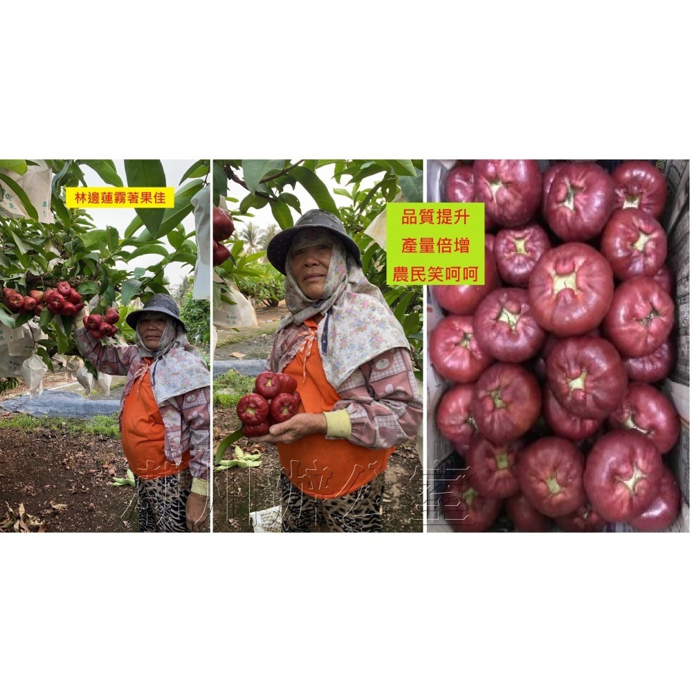 【肥料王】農業液化木黴菌~分解有機質~降低土傳病菌~提升土壤微生物~增強土壤地力~分解有害病菌~有效提升品質 4公升/瓶-細節圖8