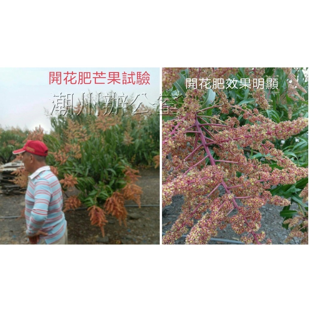 【肥料王】溶磷菌醱酵液~有機農業天然無毒~植株根系旺盛茁壯~本土天然優生菌種~自種健康蔬食第一優選 4公升/瓶-細節圖8