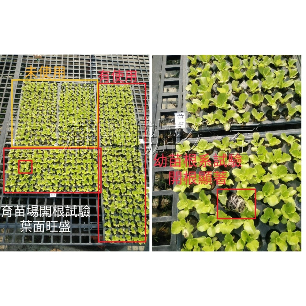 【肥料王】勇根強勢王~完全型天然胺基酸~改善土壤~開根吸收~催大顧欉~收成提升~打破連作障礙~抗逆境能力 20公斤/桶-細節圖2