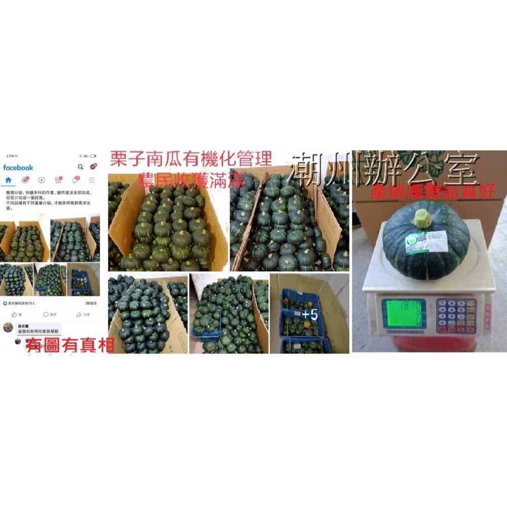 【肥料王】海珍寶~高純度海草精~提高幼苗存活率~增強保水性延長果實壽命~促進花芽分化~增加果實甜度與色澤 10公斤/箱-細節圖4