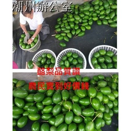 【肥料王】海珍寶~高純度海草精~提高幼苗存活率~增強保水性延長果實壽命~促進花芽分化~增加果實甜度與色澤 10公斤/箱-細節圖9