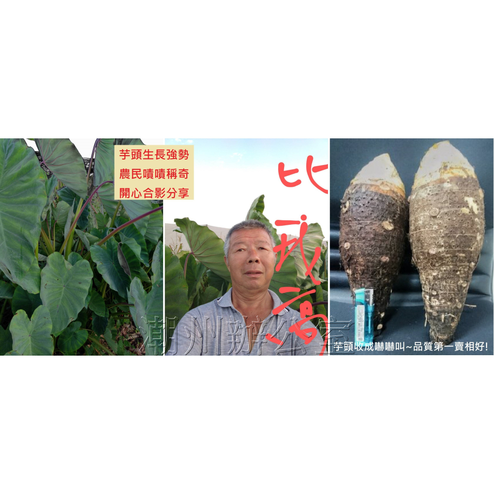 【肥料王】勇根強勢王~完全型天然胺基酸~改善土壤~開根吸收~催大顧欉~收成提升~打破連作障礙~抗逆境能力 4公升/瓶-細節圖7