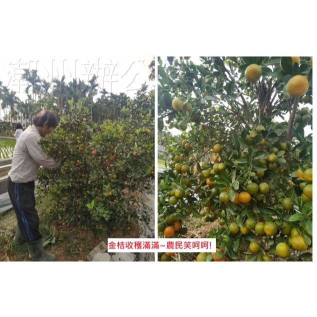 【肥料王】尚禾亞萬用王~全效型葉面肥~開根催大顧欉~葉面厚亮直立~促進新陳代謝~增強移形效應~抗逆境~花美果大4公升/瓶-細節圖8