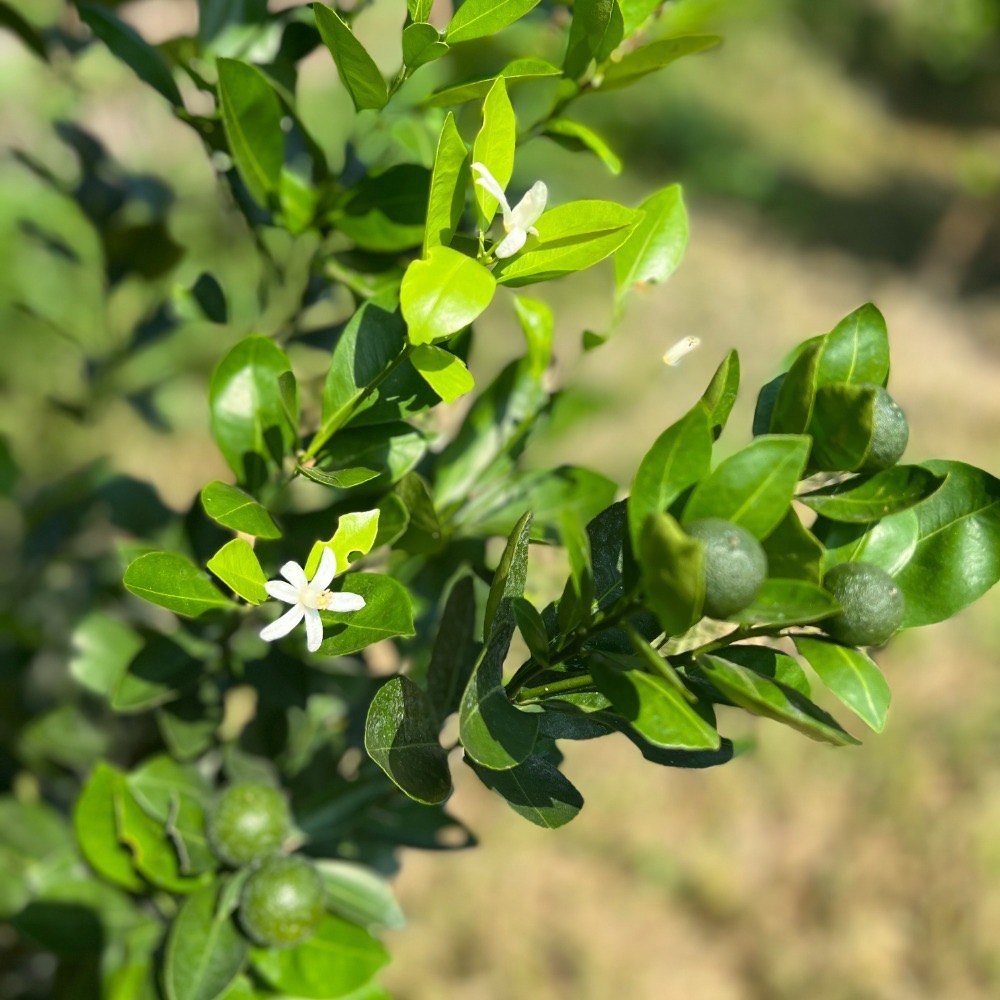 金吉/金桔/黃金金桔/生機金桔/自然農法金桔/四季金桔/現採現寄-細節圖2