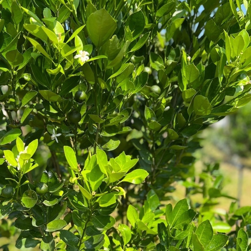 金吉/金桔/黃金金桔/生機金桔/自然農法金桔/四季金桔/現採現寄-細節圖3