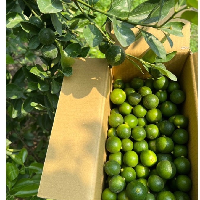 金吉/金桔/黃金金桔/生機金桔/自然農法金桔/四季金桔/現採現寄-細節圖4